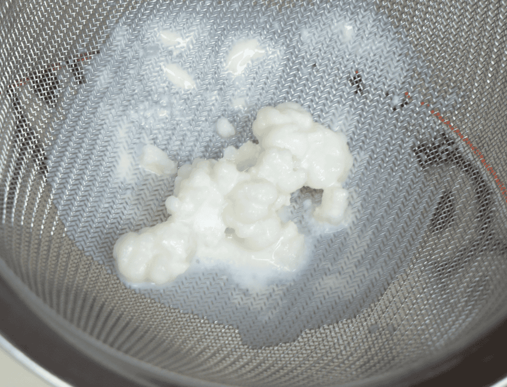 Kefir selbst herstellen (vegan möglich) 1 Kefirknöllchen